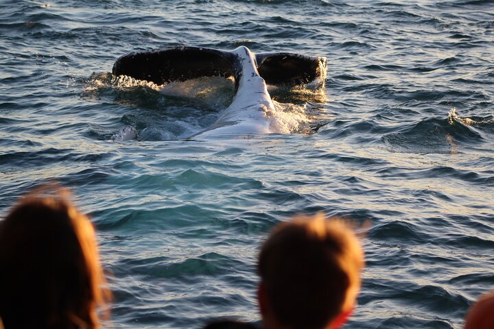 Kalbarri Whale Watching Tour