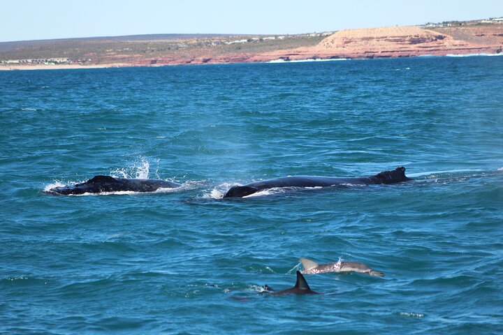 Kalbarri Whale Watching Tour