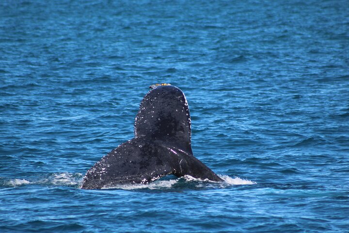 Kalbarri Whale Watching Tour