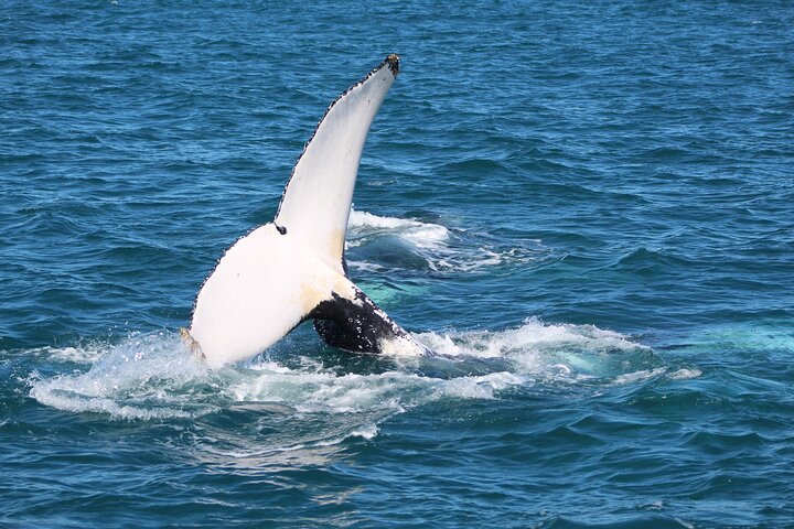 Kalbarri Whale Watching Tour