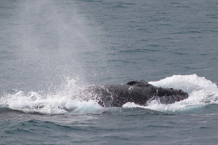 Kalbarri Whale Watching Tour