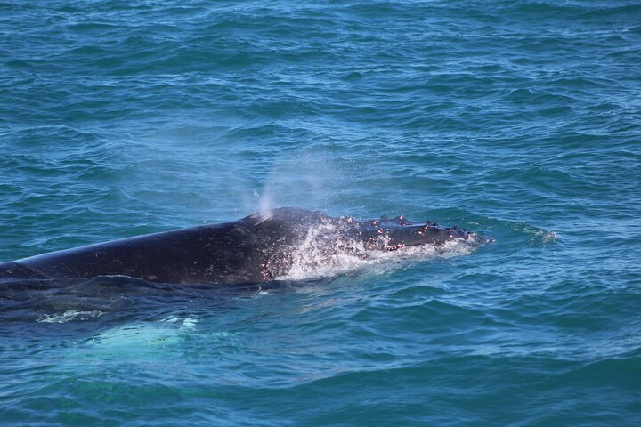 Kalbarri Whale Watching Tour