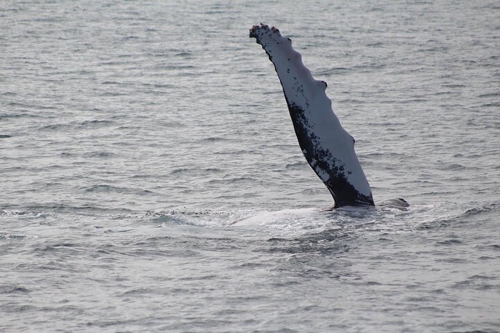 Kalbarri Whale Watching Tour