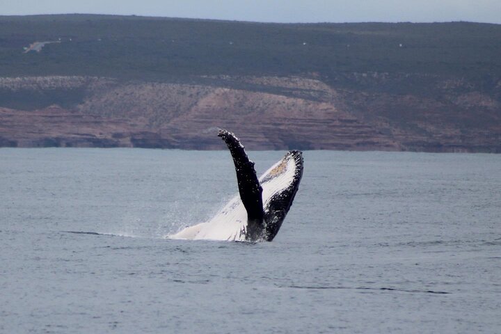 Kalbarri Whale Watching Tour