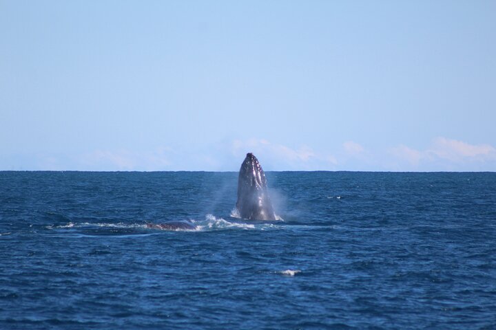 Kalbarri Whale Watching Tour
