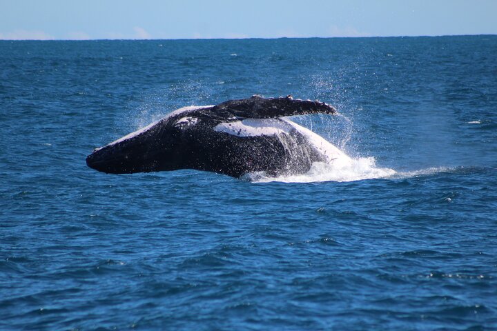 Kalbarri Whale Watching Tour