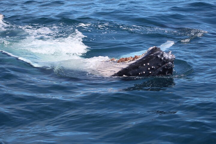 Kalbarri Whale Watching Tour