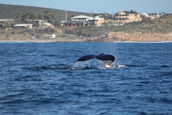 Kalbarri Whale Watching Tour