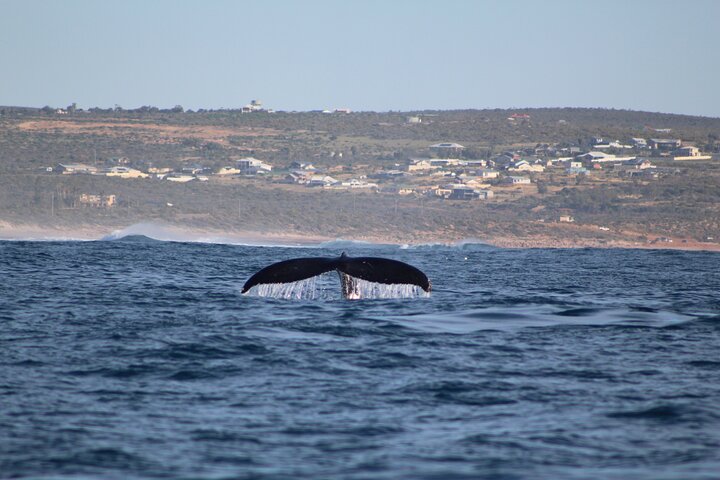 Kalbarri Whale Watching Tour