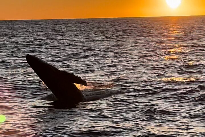 Kalbarri Whale Watching Tour