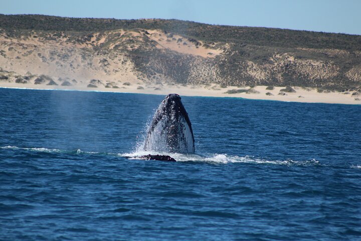 Kalbarri Whale Watching Tour