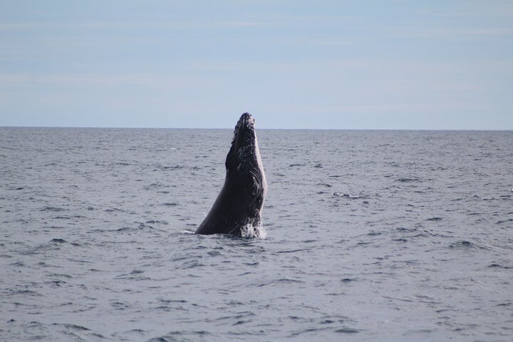 Kalbarri Whale Watching Tour