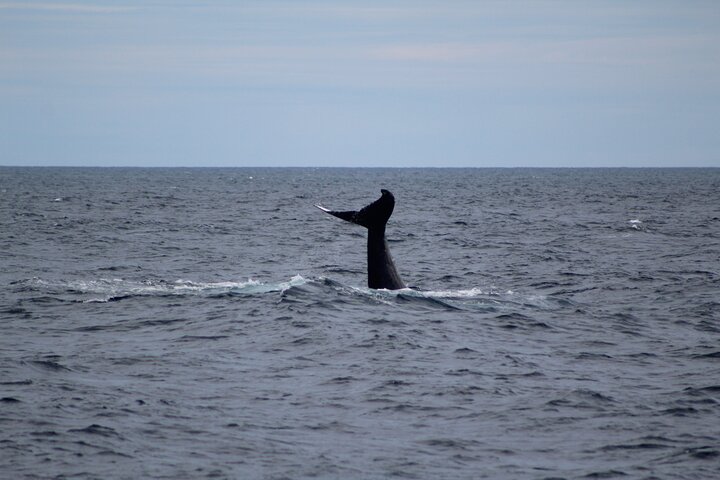 Kalbarri Whale Watching Tour
