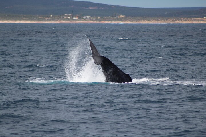 Kalbarri Whale Watching Tour