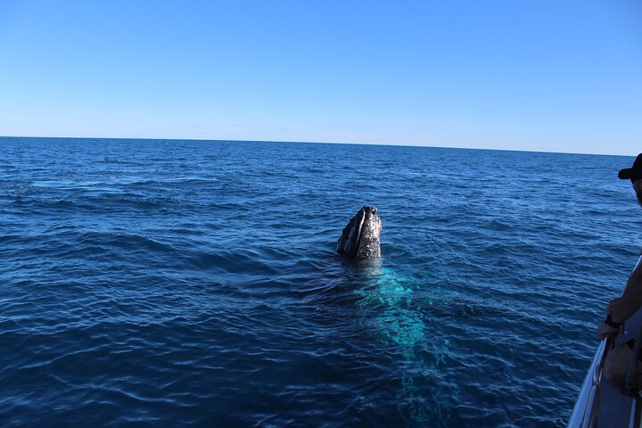 Kalbarri Whale Watching Tour
