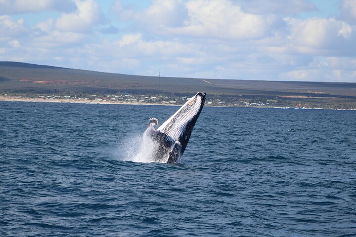 Kalbarri Whale Watching Tour