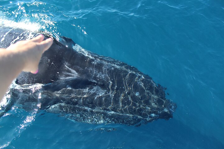 Kalbarri Whale Watching Tour