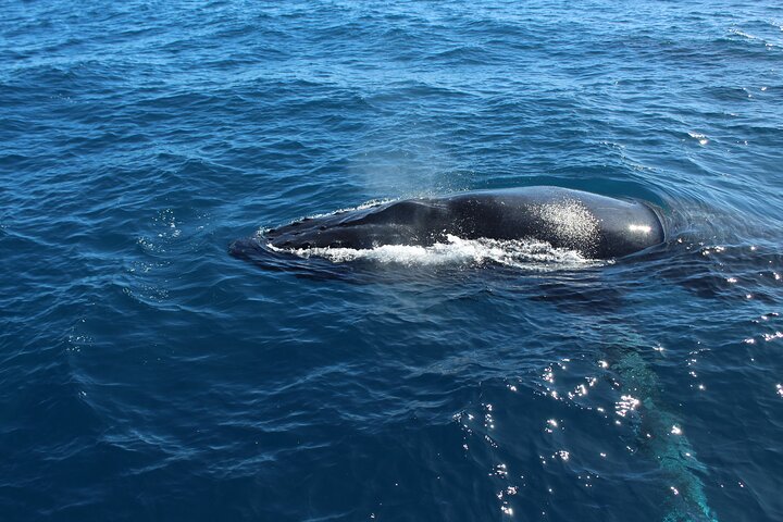 Kalbarri Whale Watching Tour