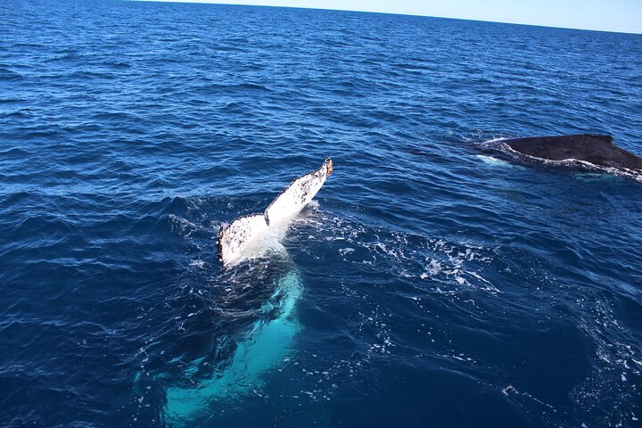 Kalbarri Whale Watching Tour