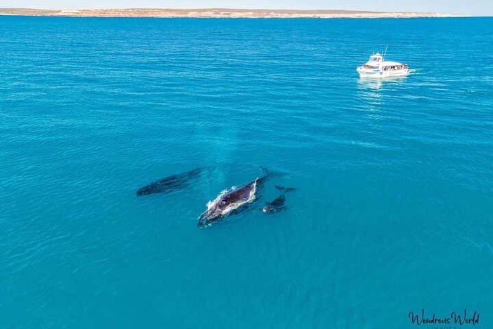 Kalbarri Whale Watching Tour