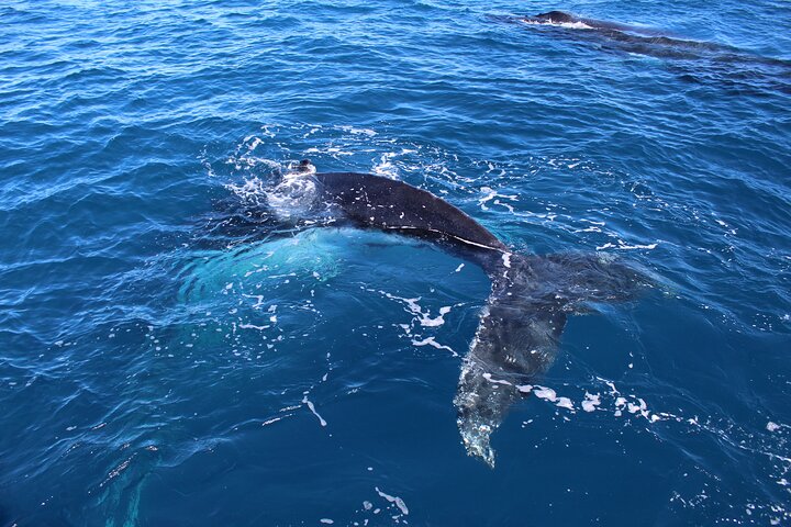 Kalbarri Whale Watching Tour