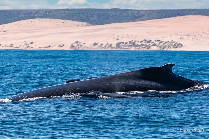 Kalbarri Whale Watching Tour