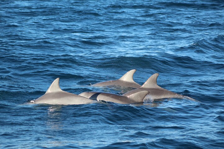 Kalbarri Whale Watching Tour