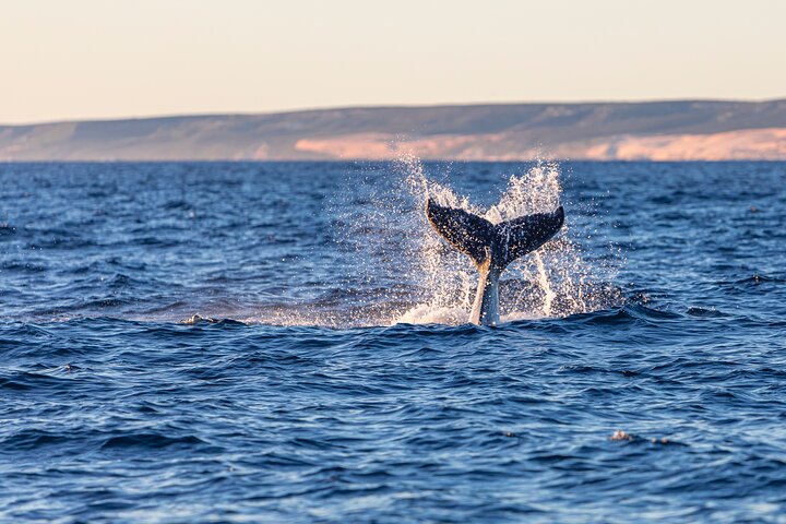 Kalbarri Whale Watching Tour