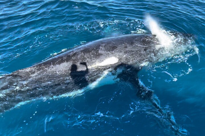 Kalbarri Whale Watching Tour