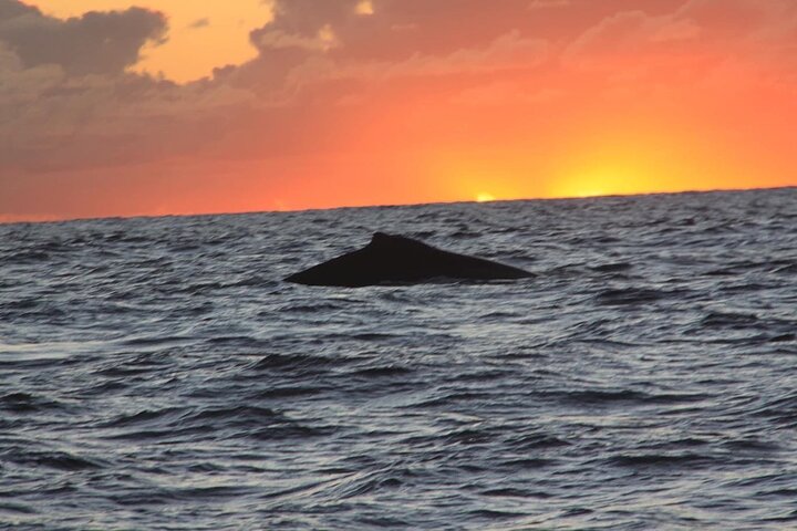 Kalbarri Whale Watching Tour