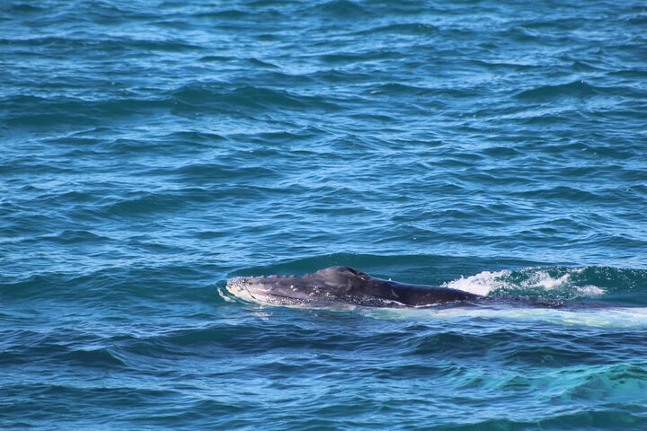 Kalbarri Whale Watching Tour