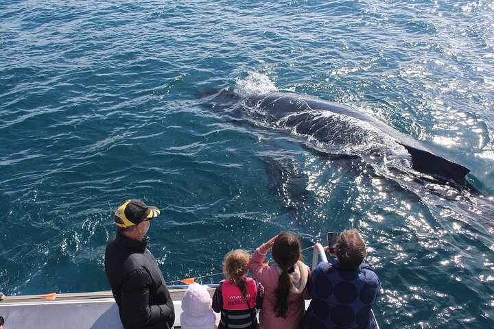 Kalbarri Whale Watching Tour