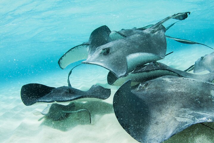 Stingray City and Starfish Experience with Coral Reef Snorkeling