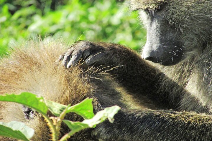 2 Day Rift Valley Birding Safari Naivasha Nakuru Baringo Bogoria