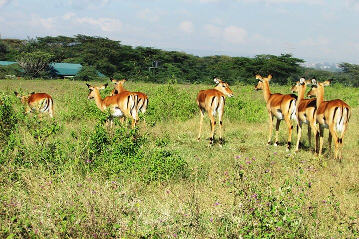 2 Day Rift Valley Birding Safari Naivasha Nakuru Baringo Bogoria