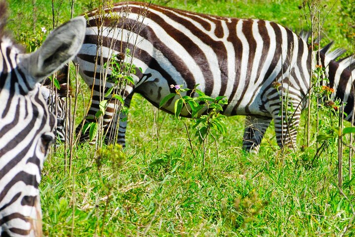 2 Day Rift Valley Birding Safari Naivasha Nakuru Baringo Bogoria