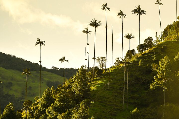 Cocora Valley and Salento Horseback Riding Day Tour