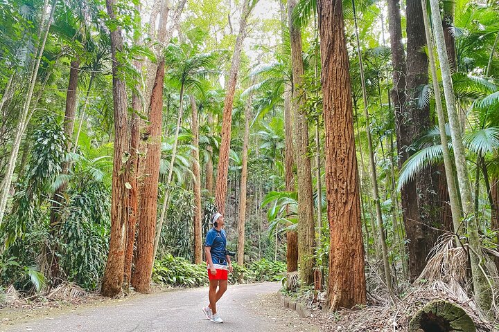 Explore the Best of Tijuca Forest – Hike to Peaks, Caves & Falls
