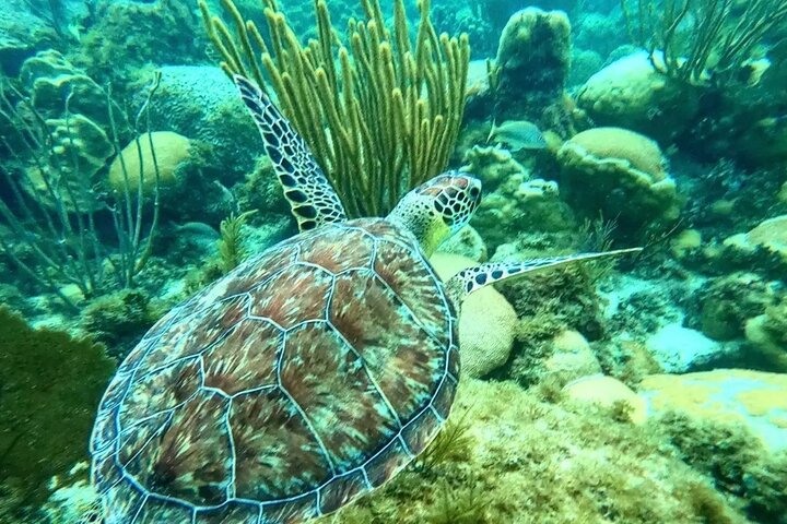 Florida Keys: Snorkel adventure & Sandbar Trip
