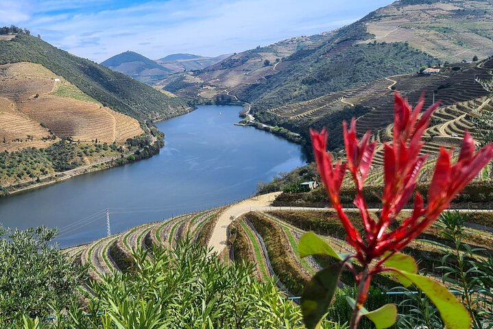 Private tour with 3 wineries with typical harmonized lunch