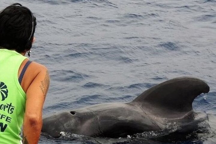 Leaders in Eco Respectful No chase whale and dolphin encounters