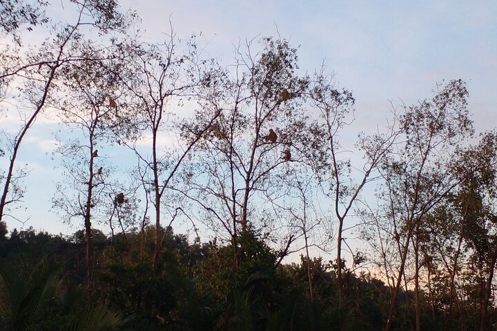Private Proboscis Monkey and Firefly Tour