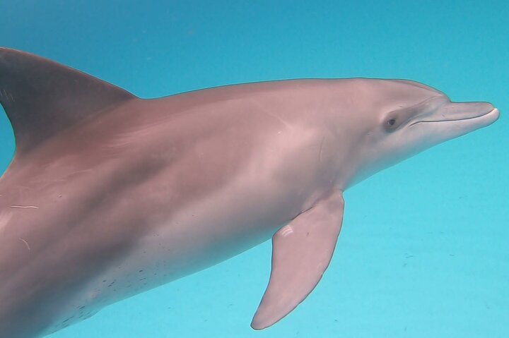 Mnemba Dolphins, Snorkeling & Nungwi Swim With Sea Turtles