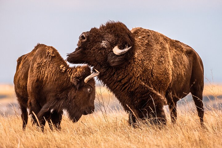 2026 - Sept 25th - Custer Buffalo Roundup and Corrals