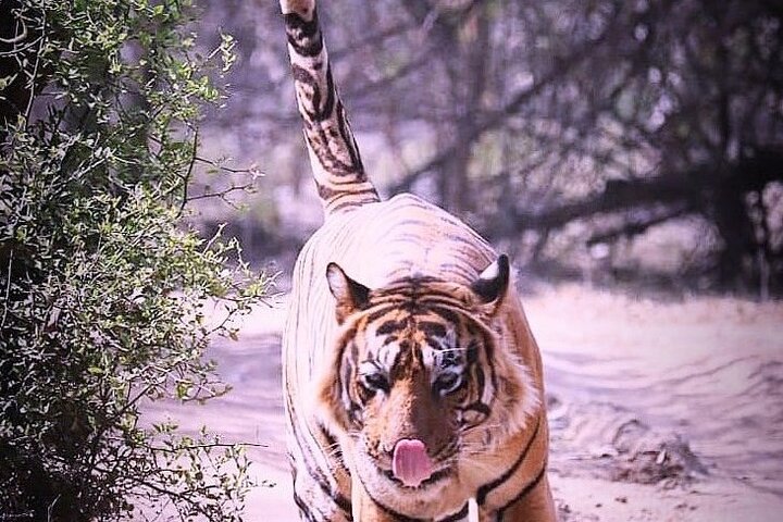 Ranthambore Wildlife Safari with Tickets & Transfer Options