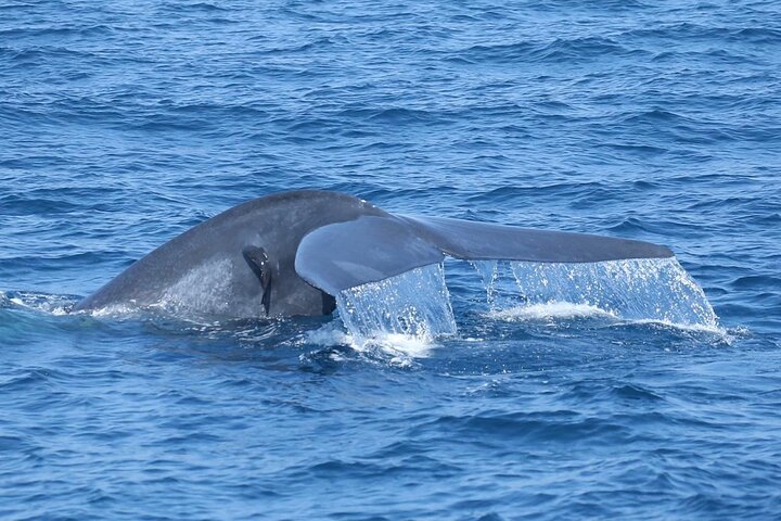 Whale Watching Mirissa with WWC