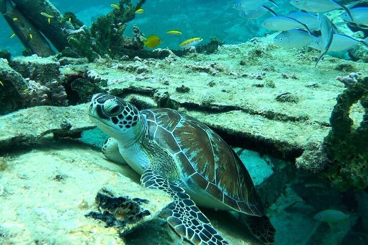 Best Luxury Catamaran Day Sail St Maarten on The Phoenix (Public)