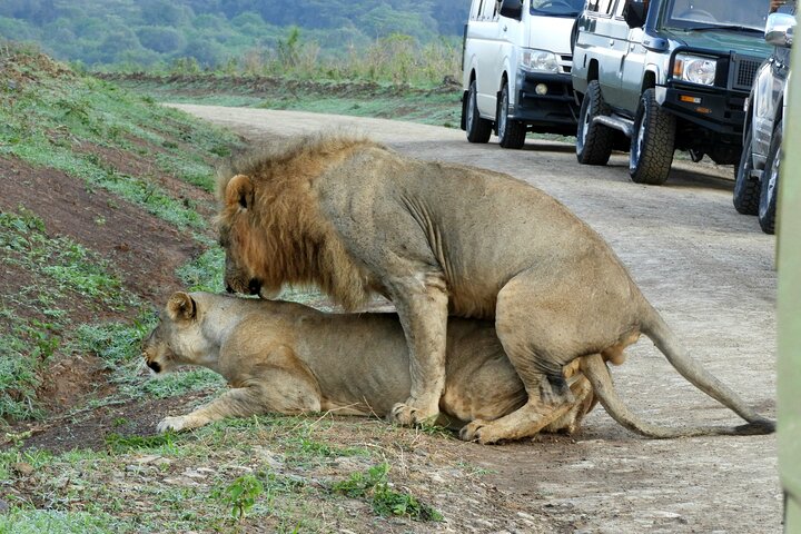 Private Adventure: Nairobi park, Elephants & Giraffe centre