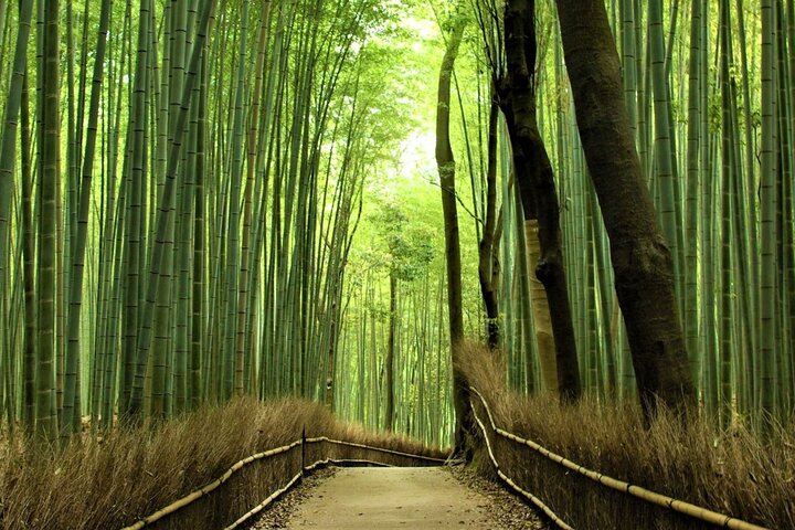 PERFECT KYOTO 1-Day Bus Tour