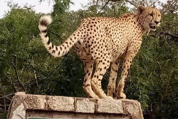 Two day Kruger National Park Safari from Johannesburg